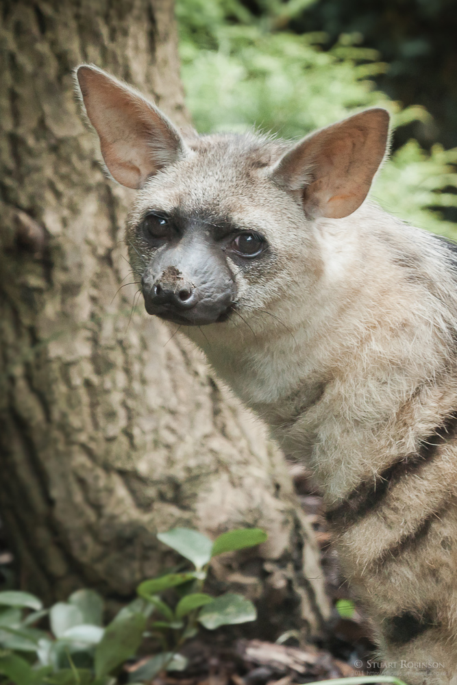 Aardwolf - 27/08/2010