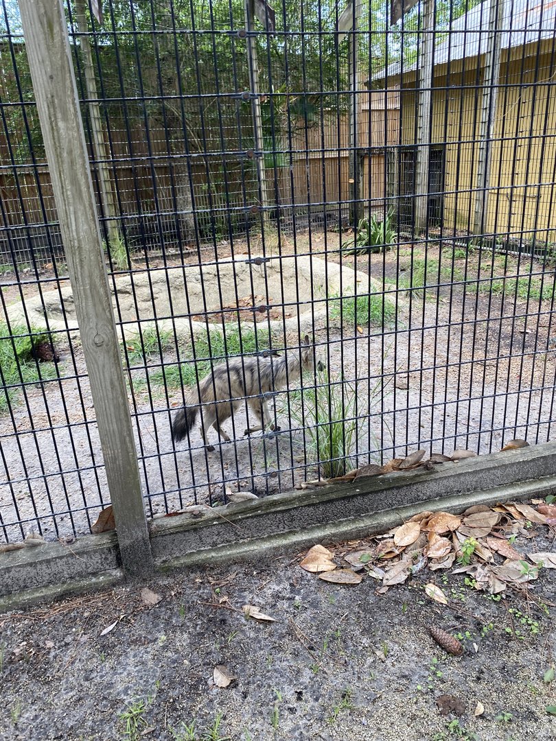 Aardwolf - 6/22/2023