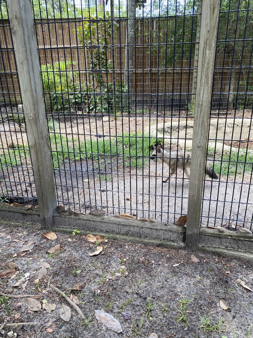 Aardwolf - 6/22/2023