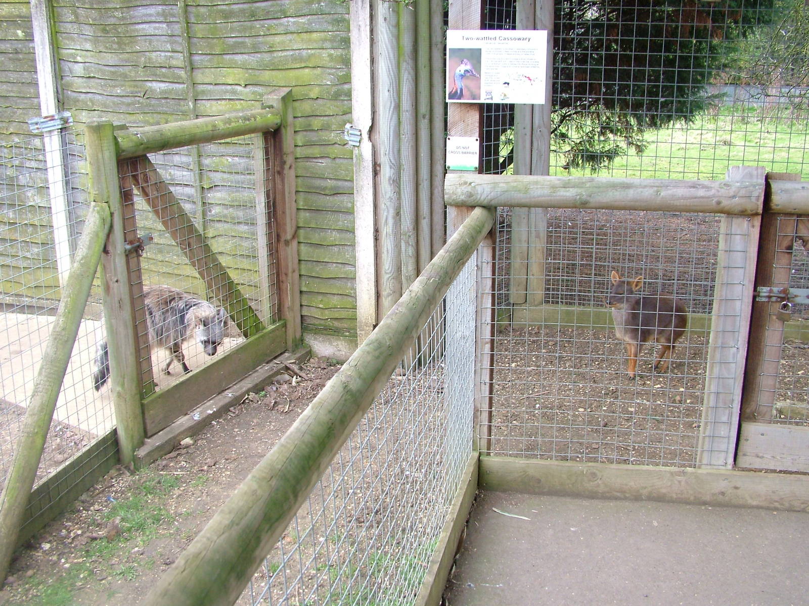 Aardwolf and Chilean Pudu at Hamerton 05/04/10