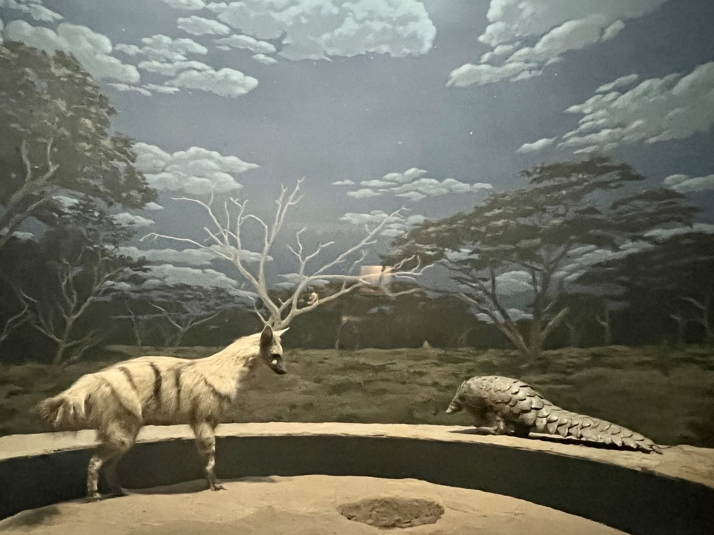 Aardwolf and Pangolin