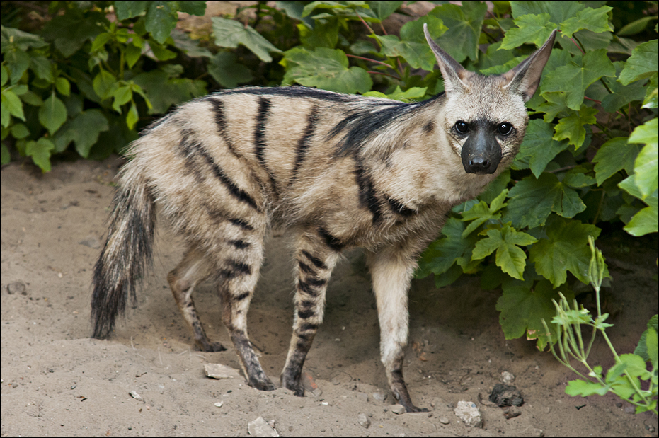 Aardwolf at Berlin Tierpark