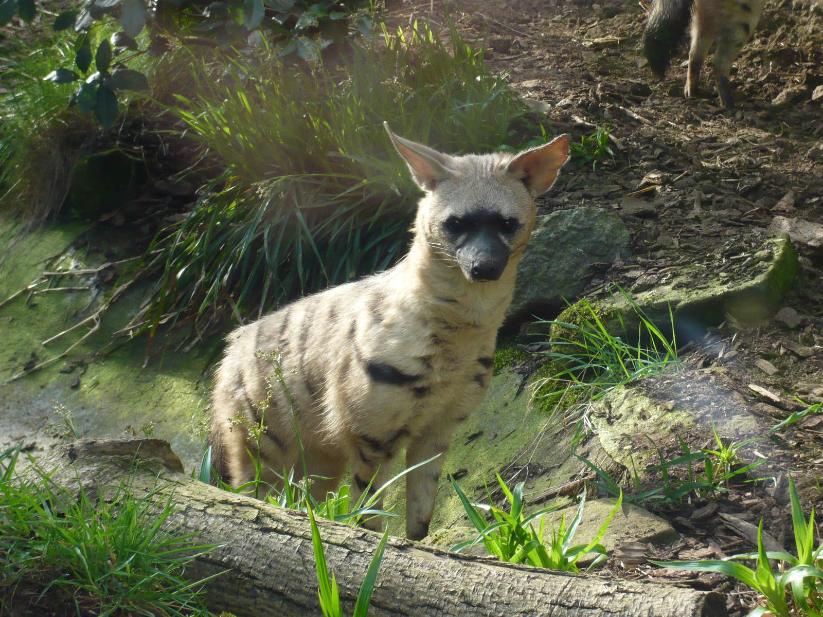 Aardwolf at Edinburgh Zoo - 9th April 2011
