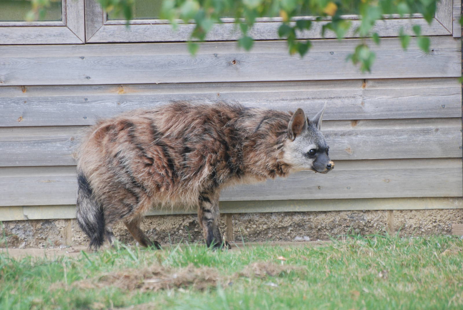 Aardwolf at Hamerton, 08/10/11