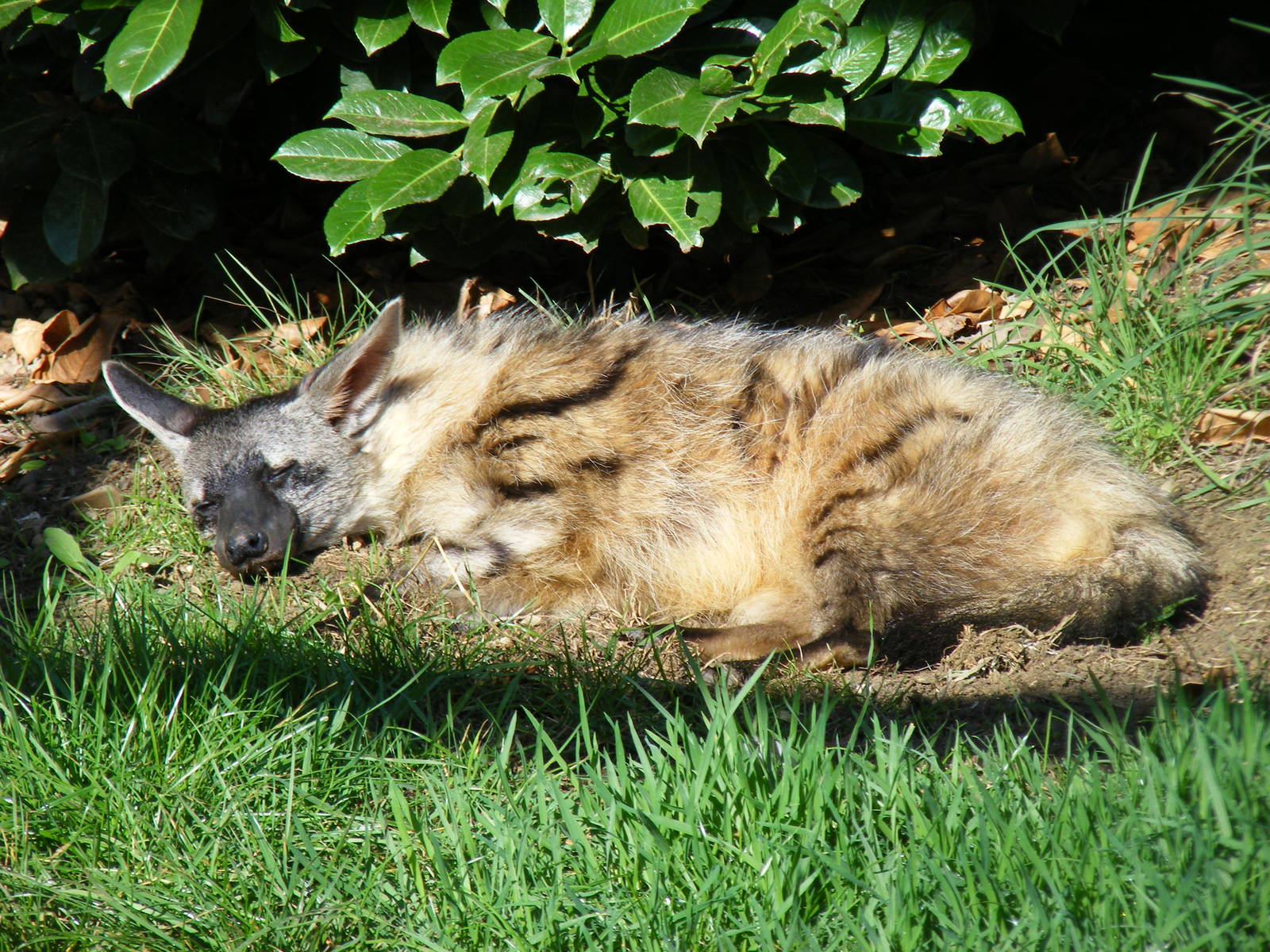 Aardwolf at Hamerton Zoo, 12 September 2010