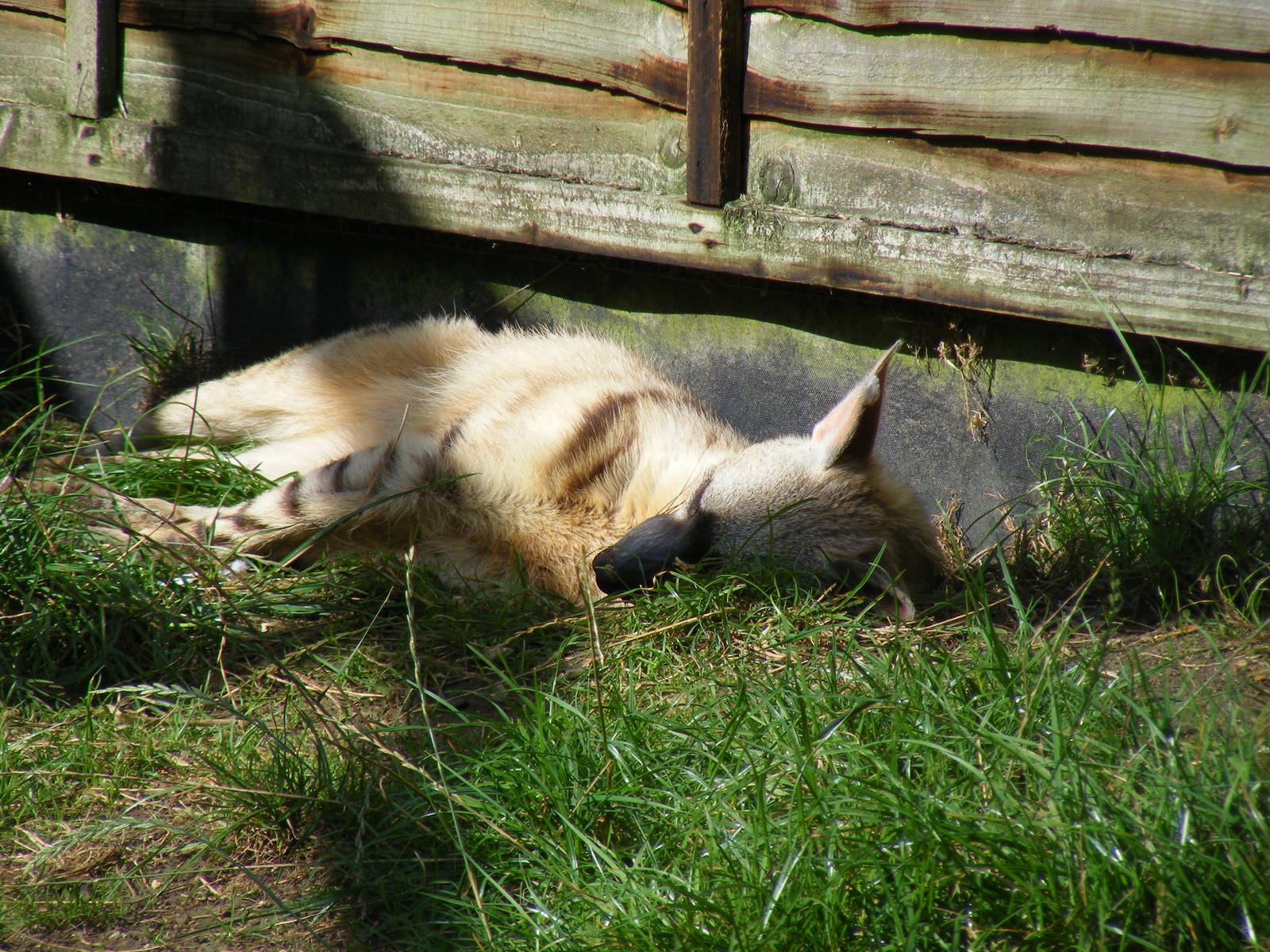 Aardwolf at Hamerton Zoo, 12 September 2010