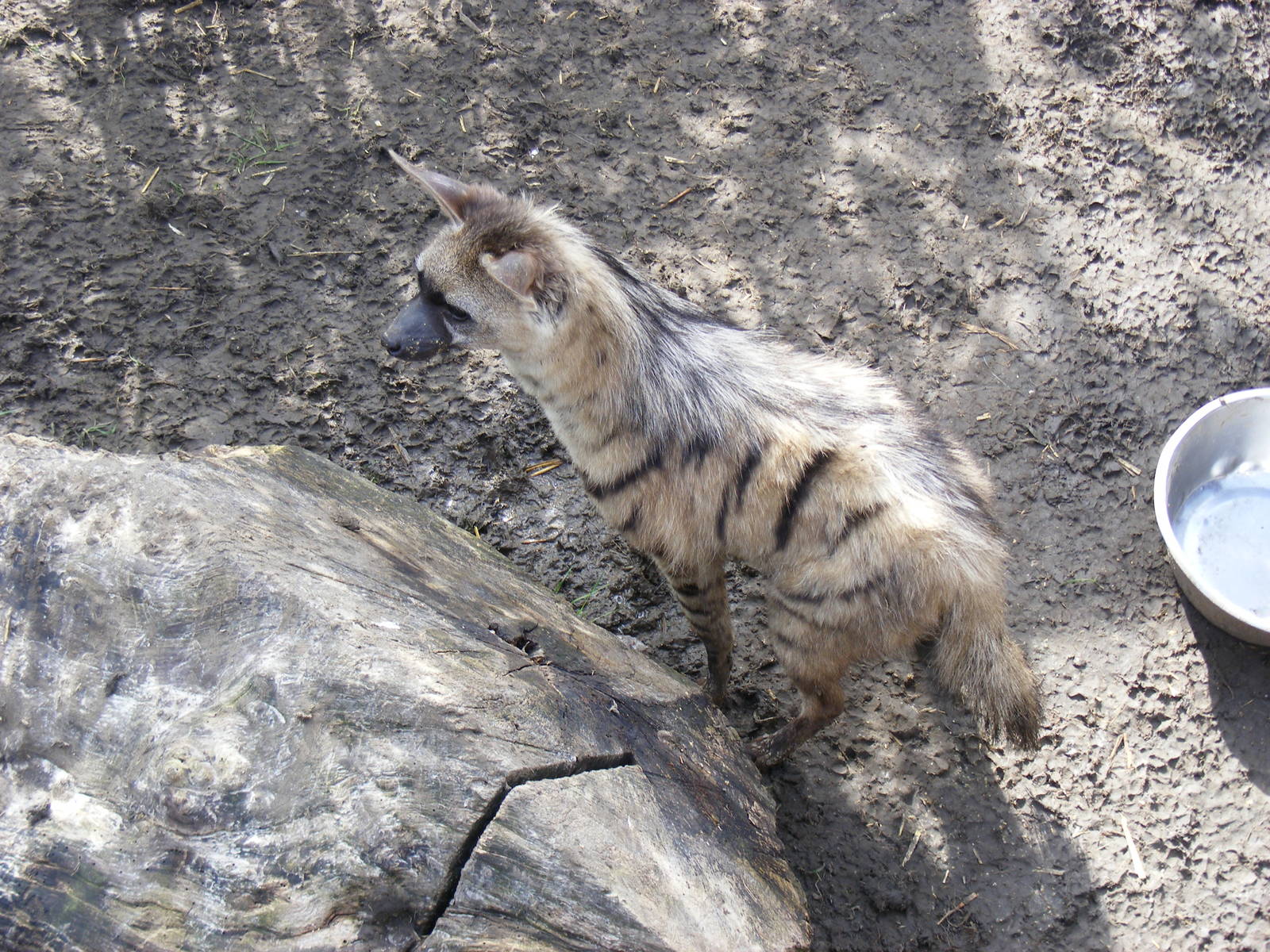 Aardwolf at RSCC, 2 April 2010