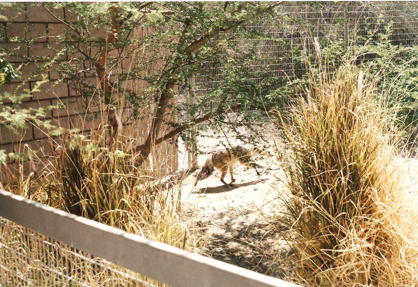 Aardwolf at The Living Desert, 1998