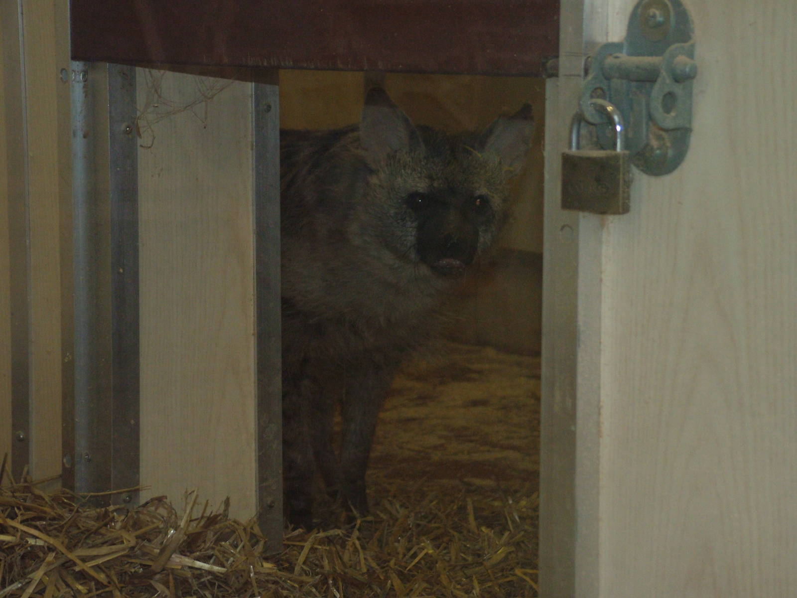Aardwolf at Twycross 24/01/10