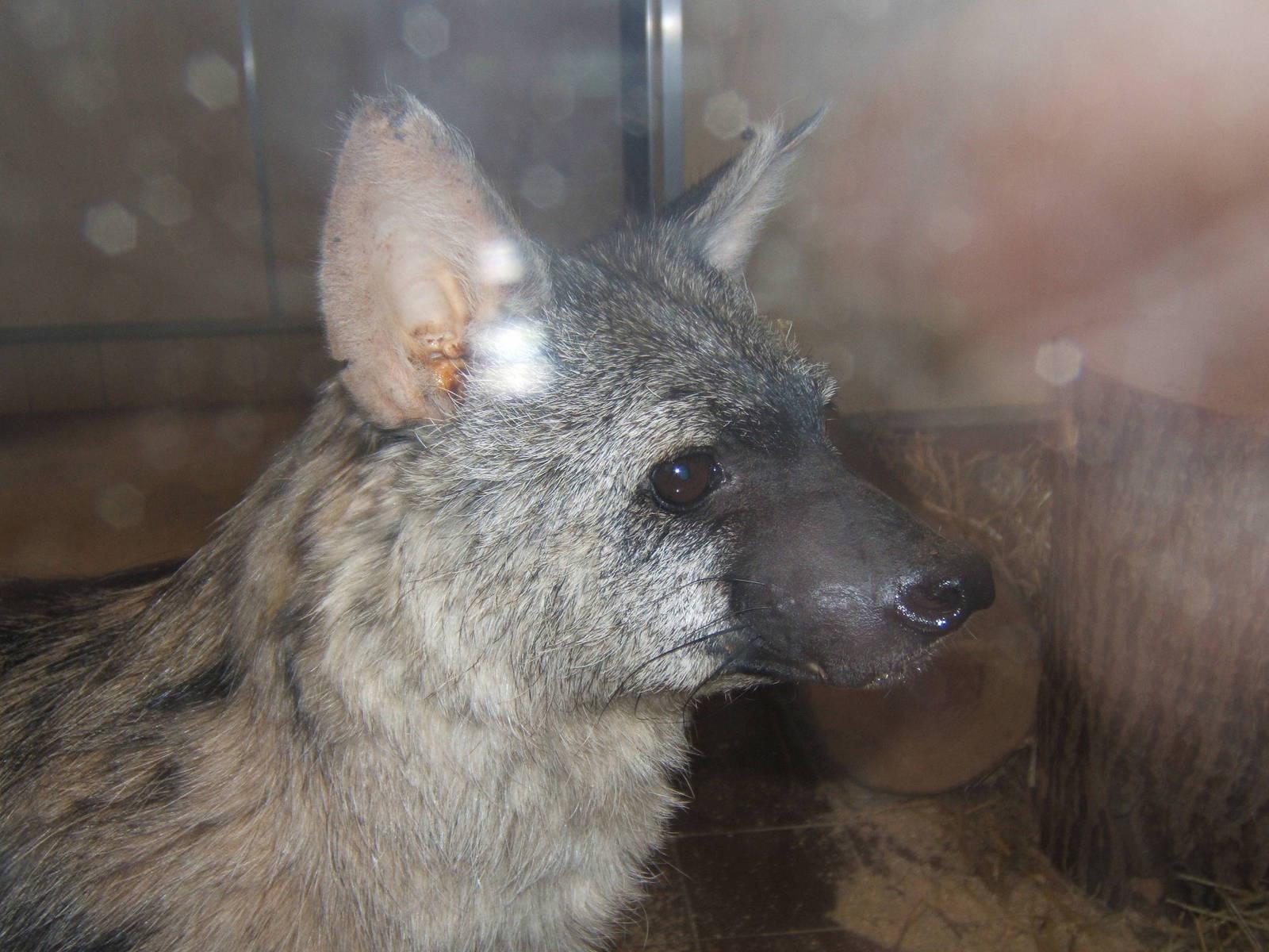 Aardwolf at Twycross Zoo