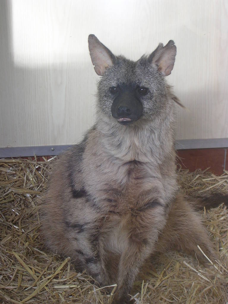 Aardwolf at Twycross Zoo