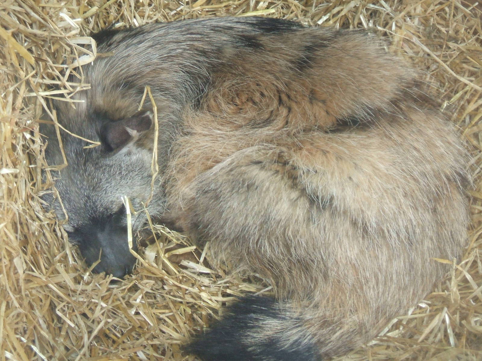Aardwolf at Twycross
