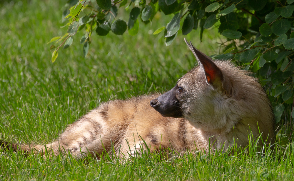 Aardwolf (Eastern aardwolf) : Hamerton : 31 May 2019