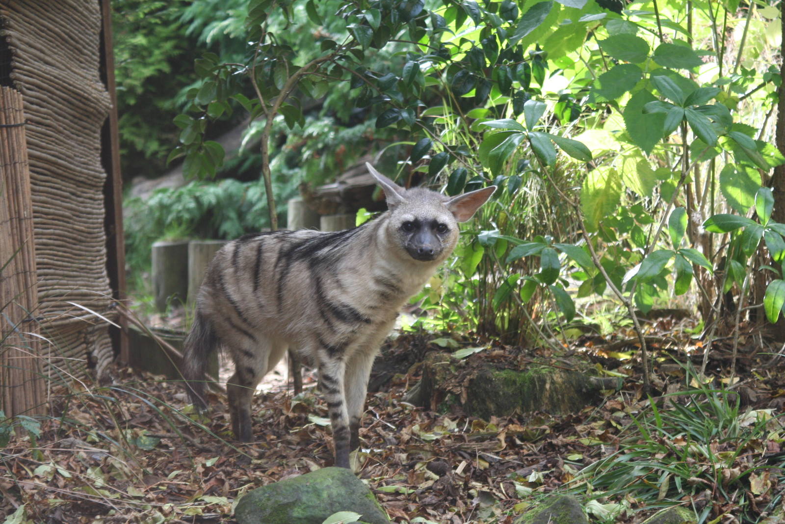 Aardwolf @ Edinburgh; 17.10.2010
