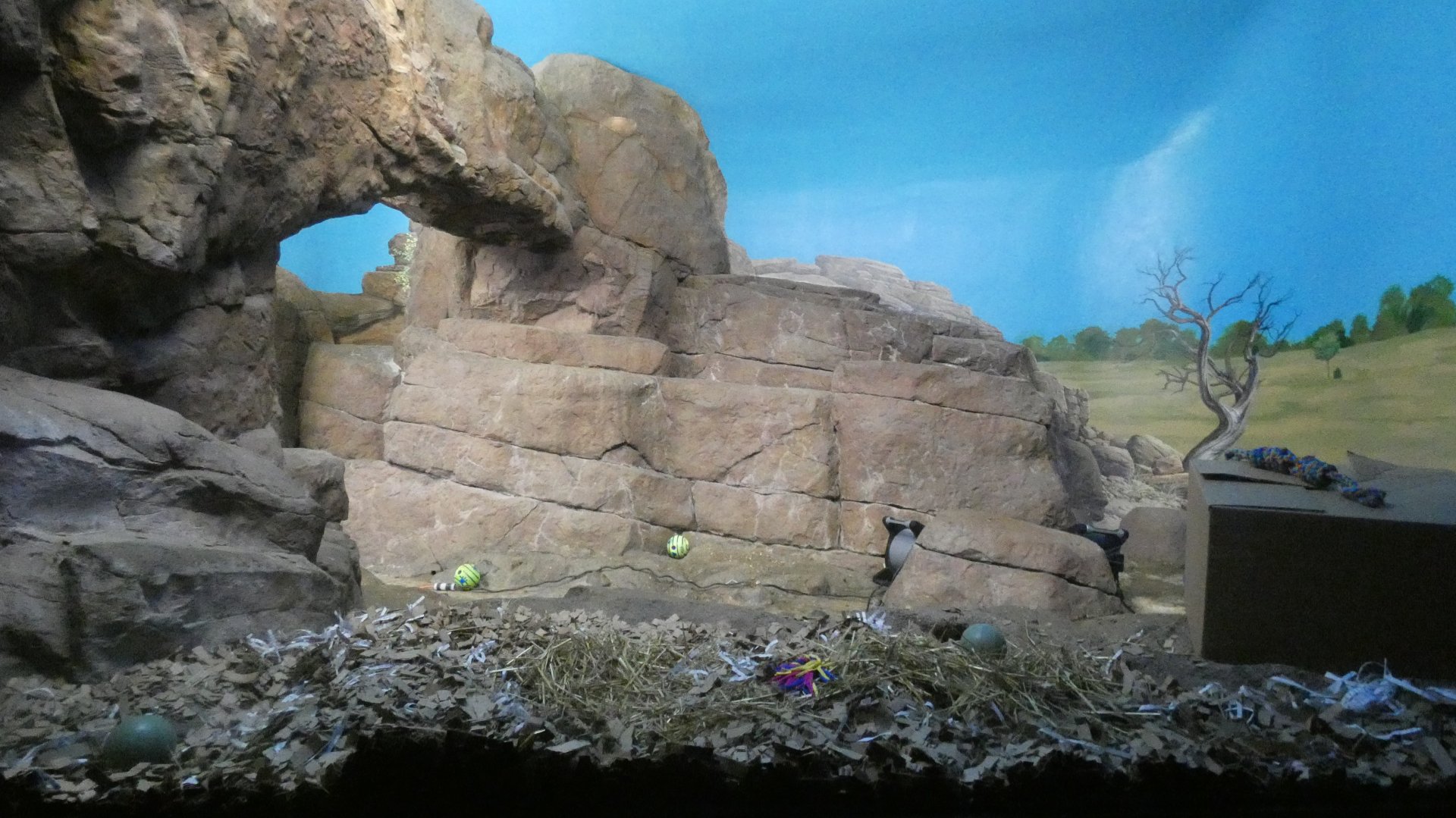 Aardwolf Exhibit, Night Hunters - Aug. 2021