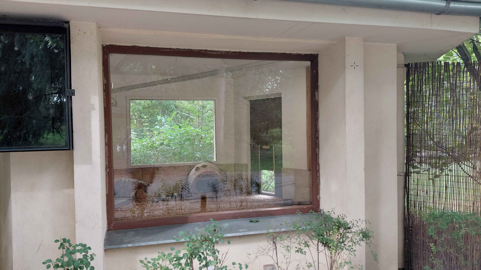 Aardwolf indoor exhibit