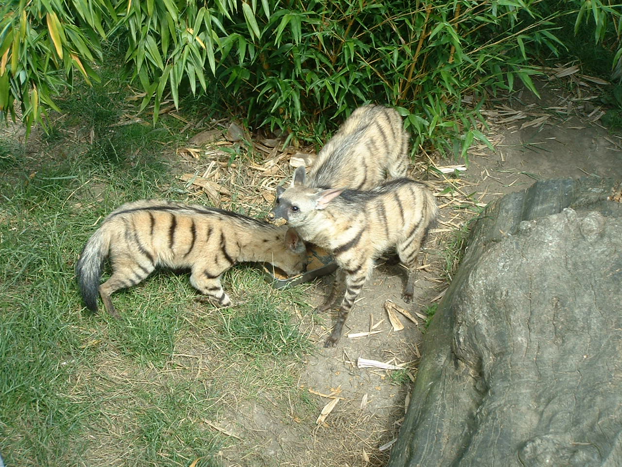 Aardwolf - July 2011