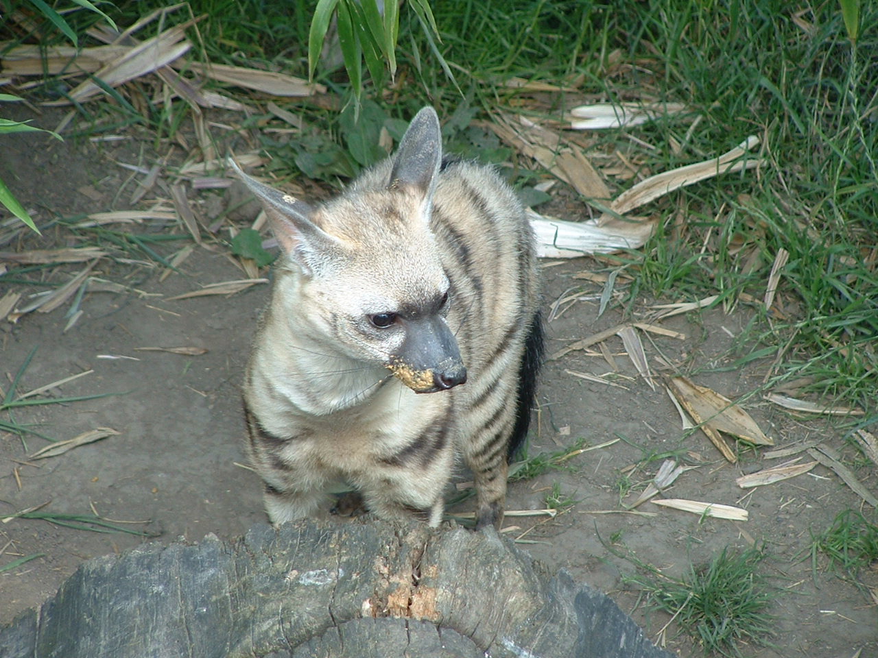 Aardwolf - July 2011