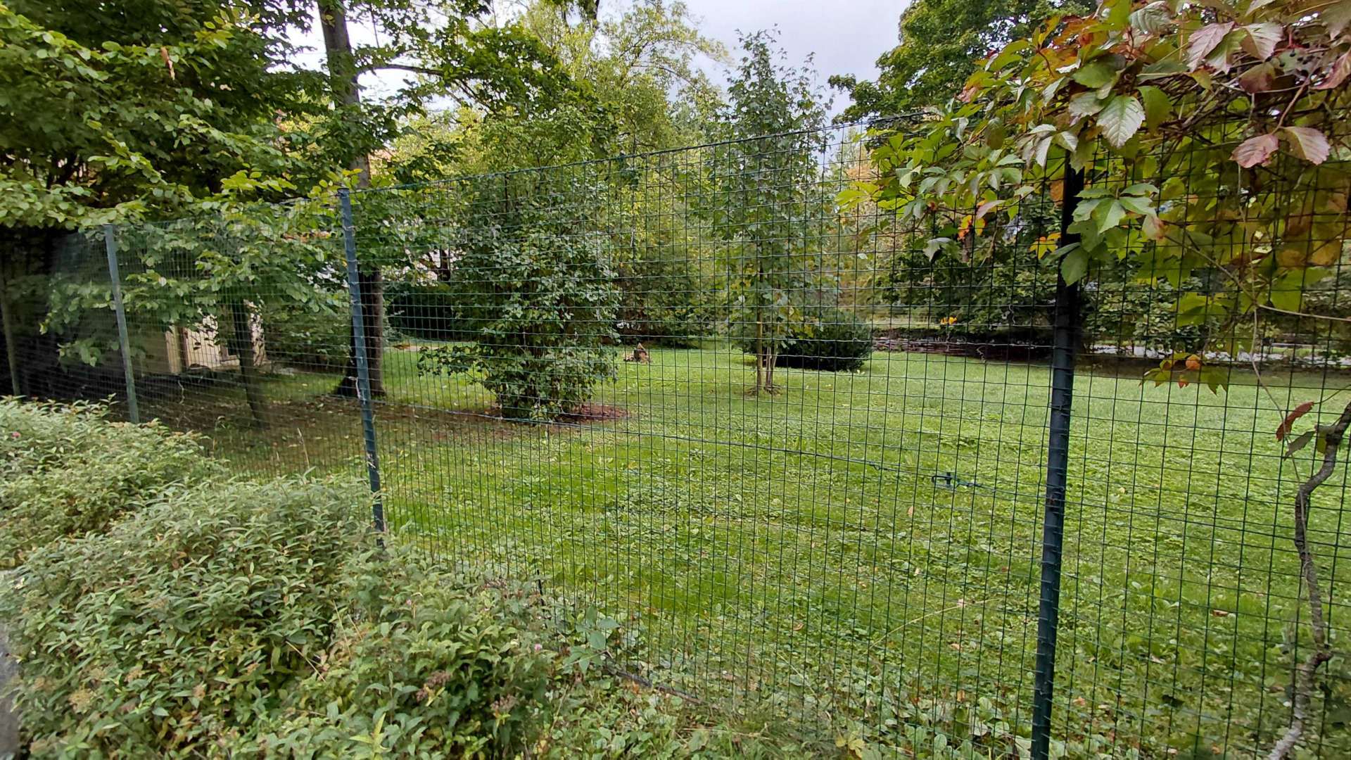 Aardwolf outdoor exhibit