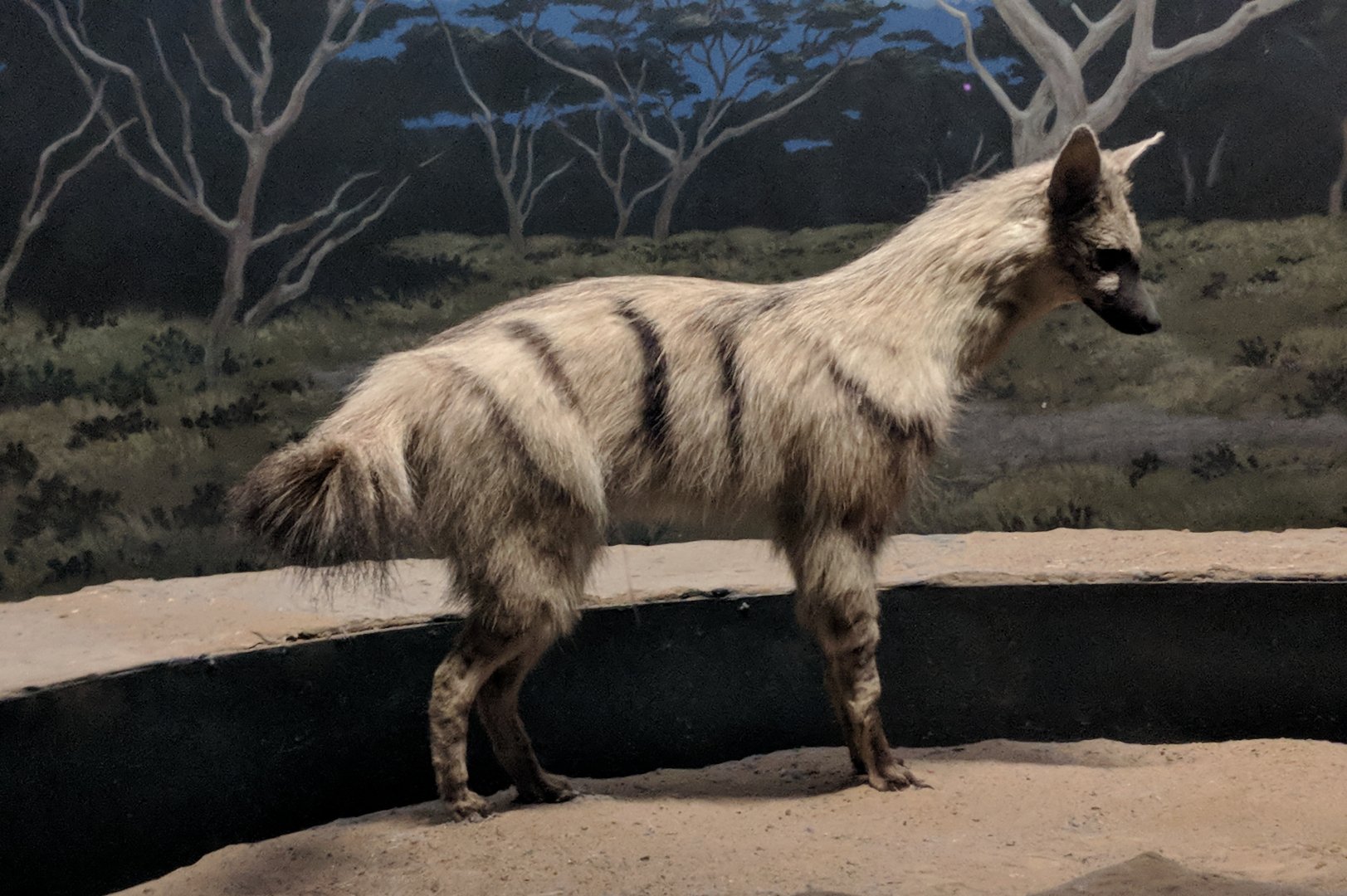 Aardwolf (Proteles cristata)