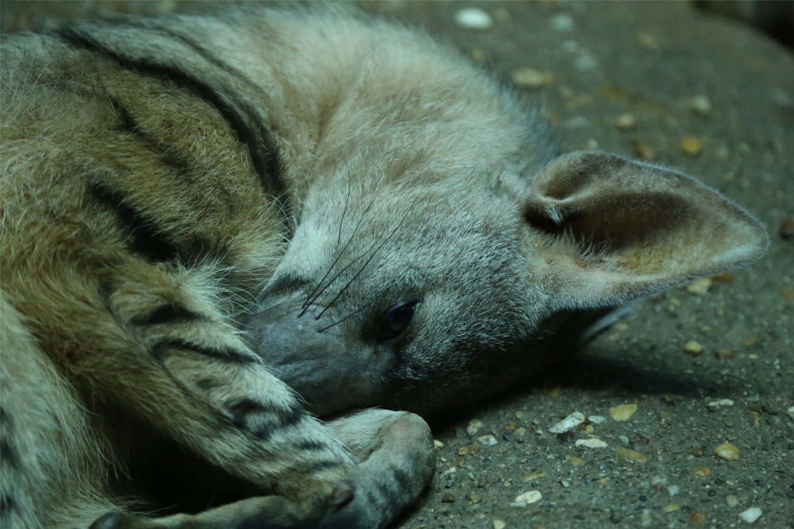 Aardwolf (Proteles cristata)