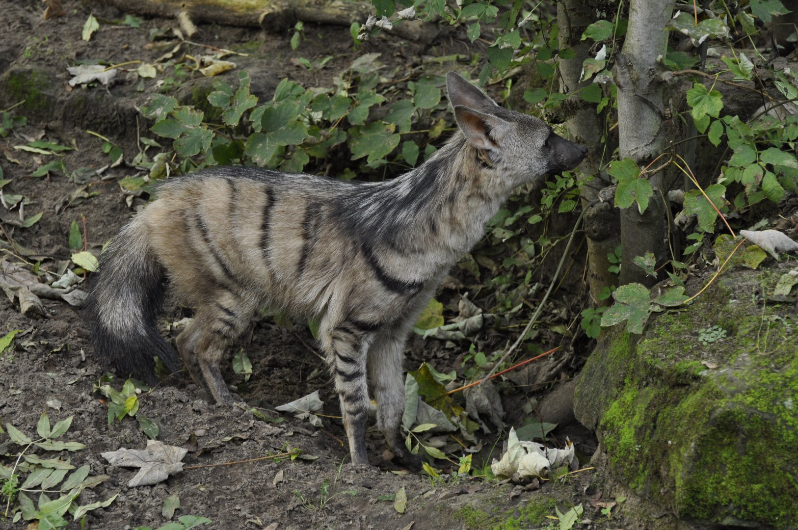 Aardwolf (Proteles cristata)