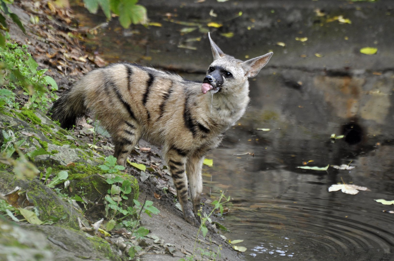 Aardwolf (Proteles cristata)