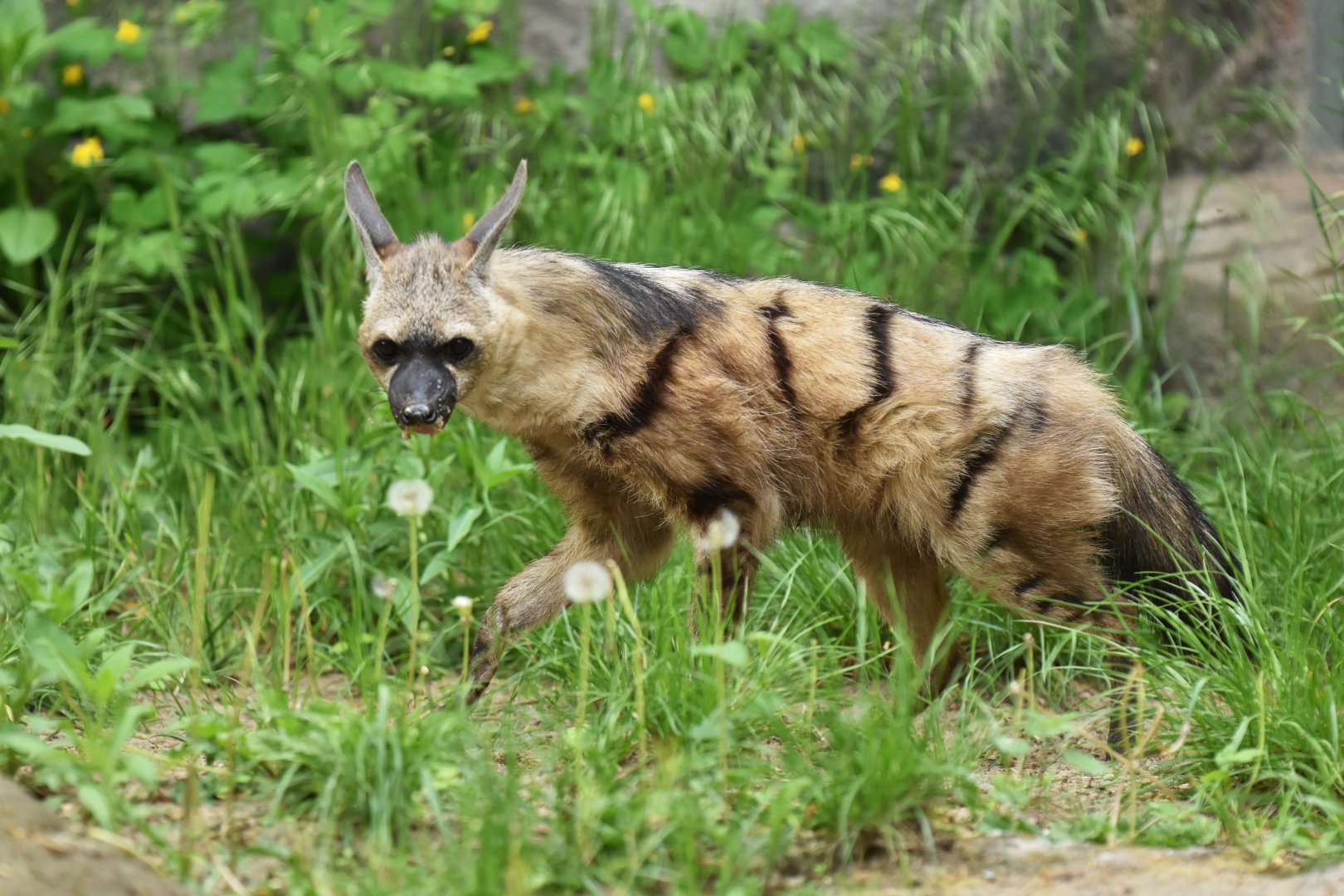 Aardwolf (Proteles cristata)