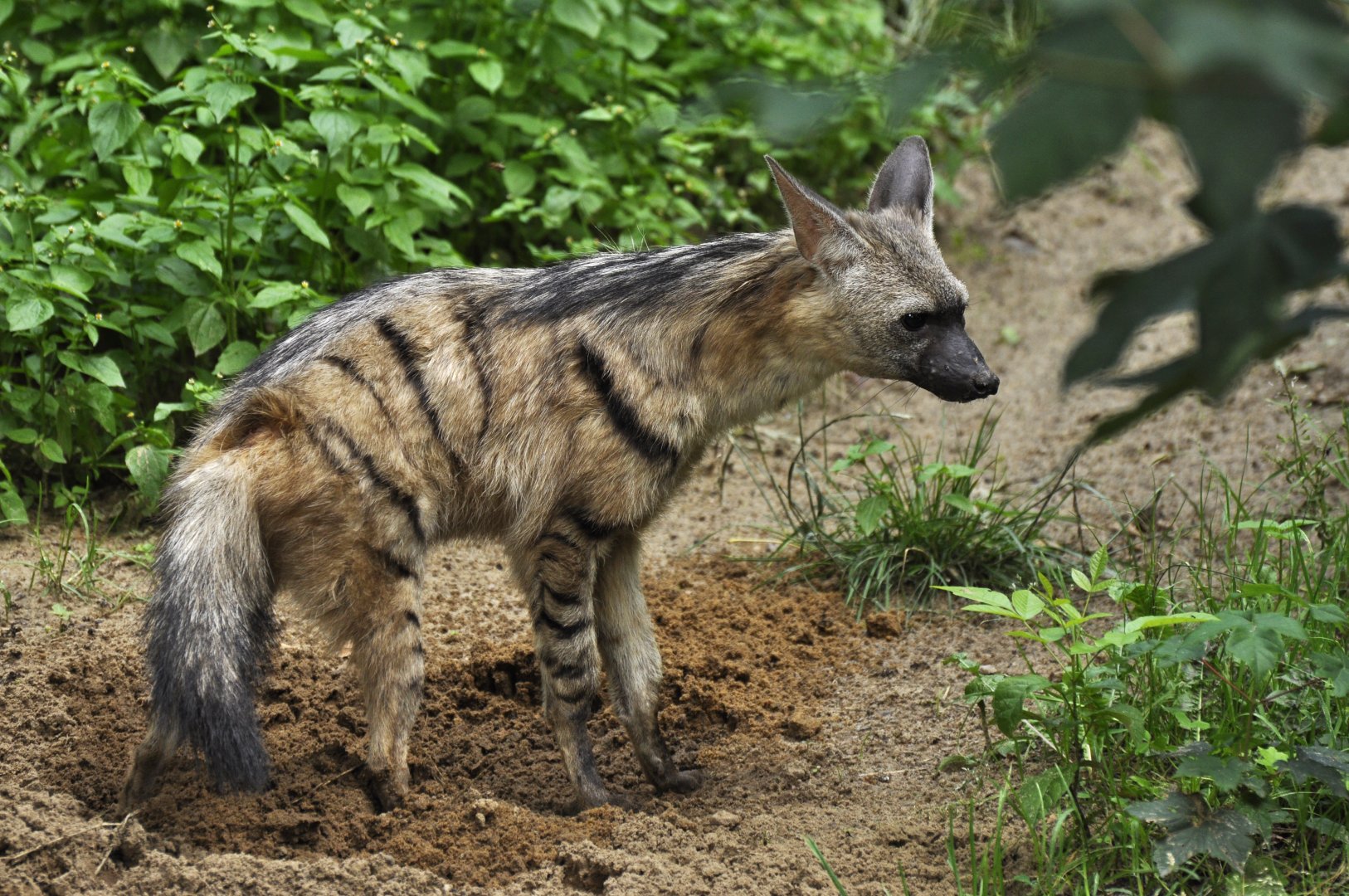 Aardwolf (Proteles cristata)