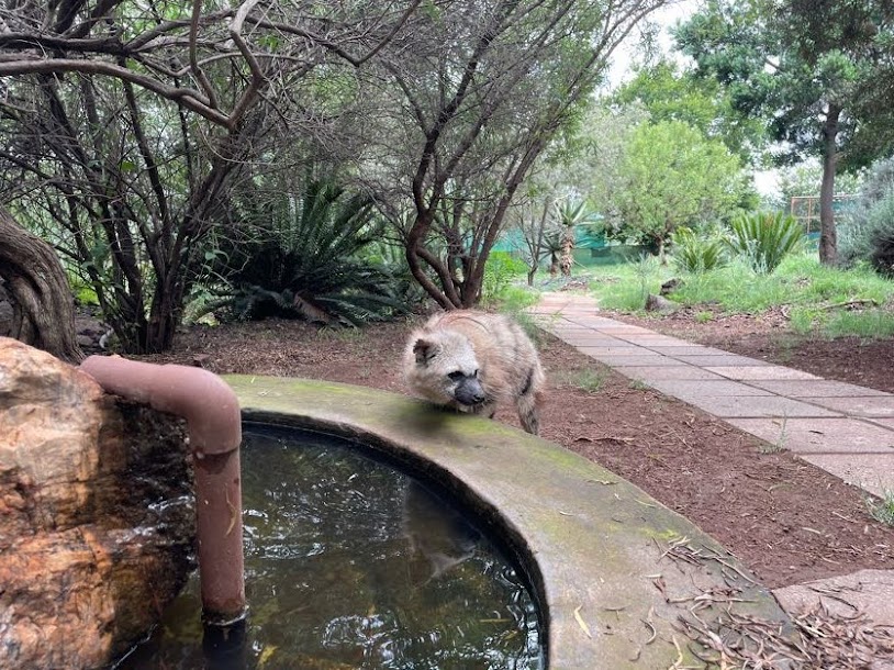 Aardwolf (Proteles cristata)