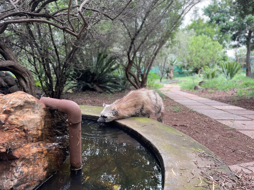 Aardwolf (Proteles cristata)