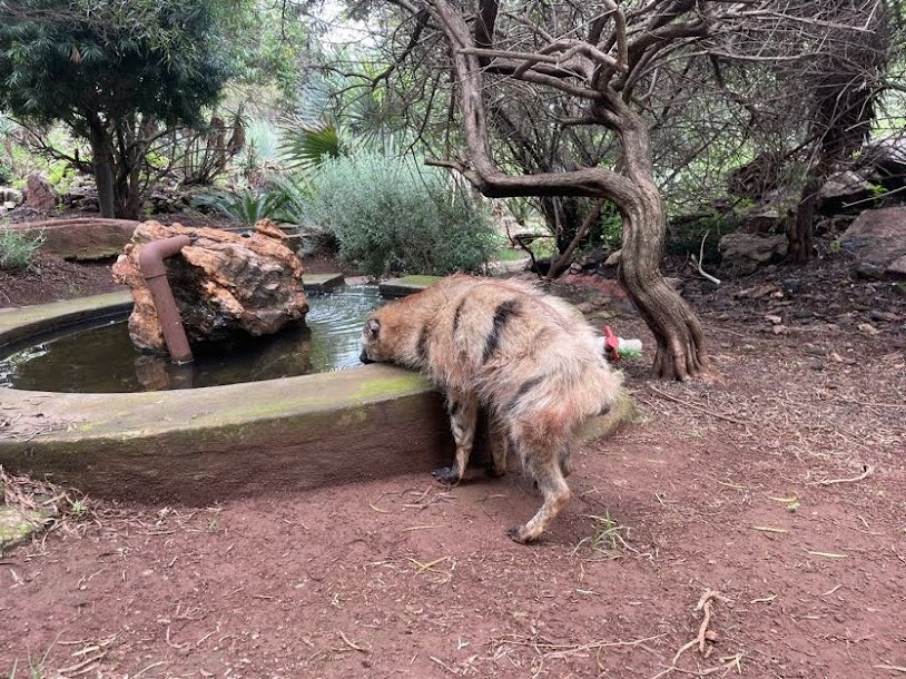 Aardwolf (Proteles cristata)