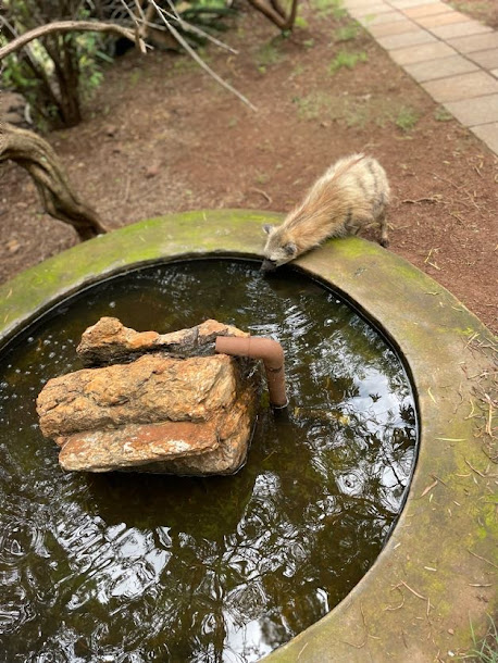 Aardwolf (Proteles cristata)