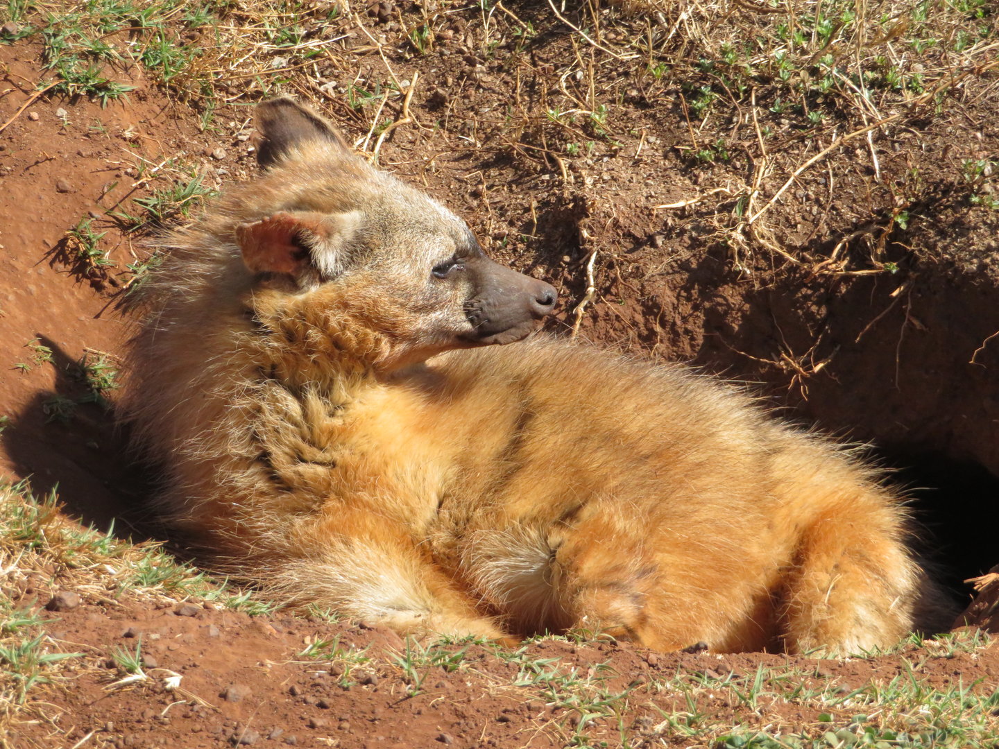 Aardwolf (Proteles cristata)