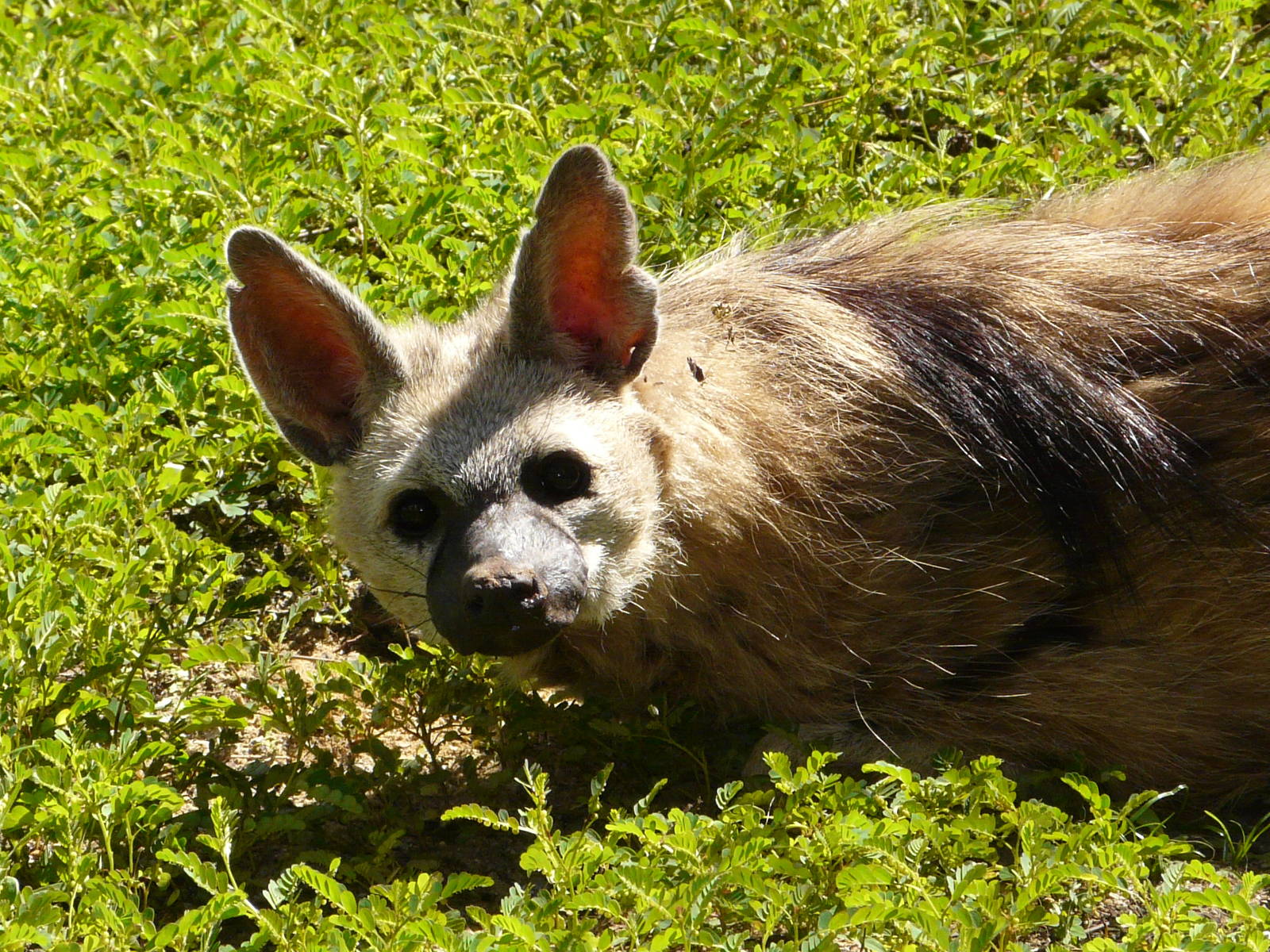 Aardwolf/ Proteles cristatus