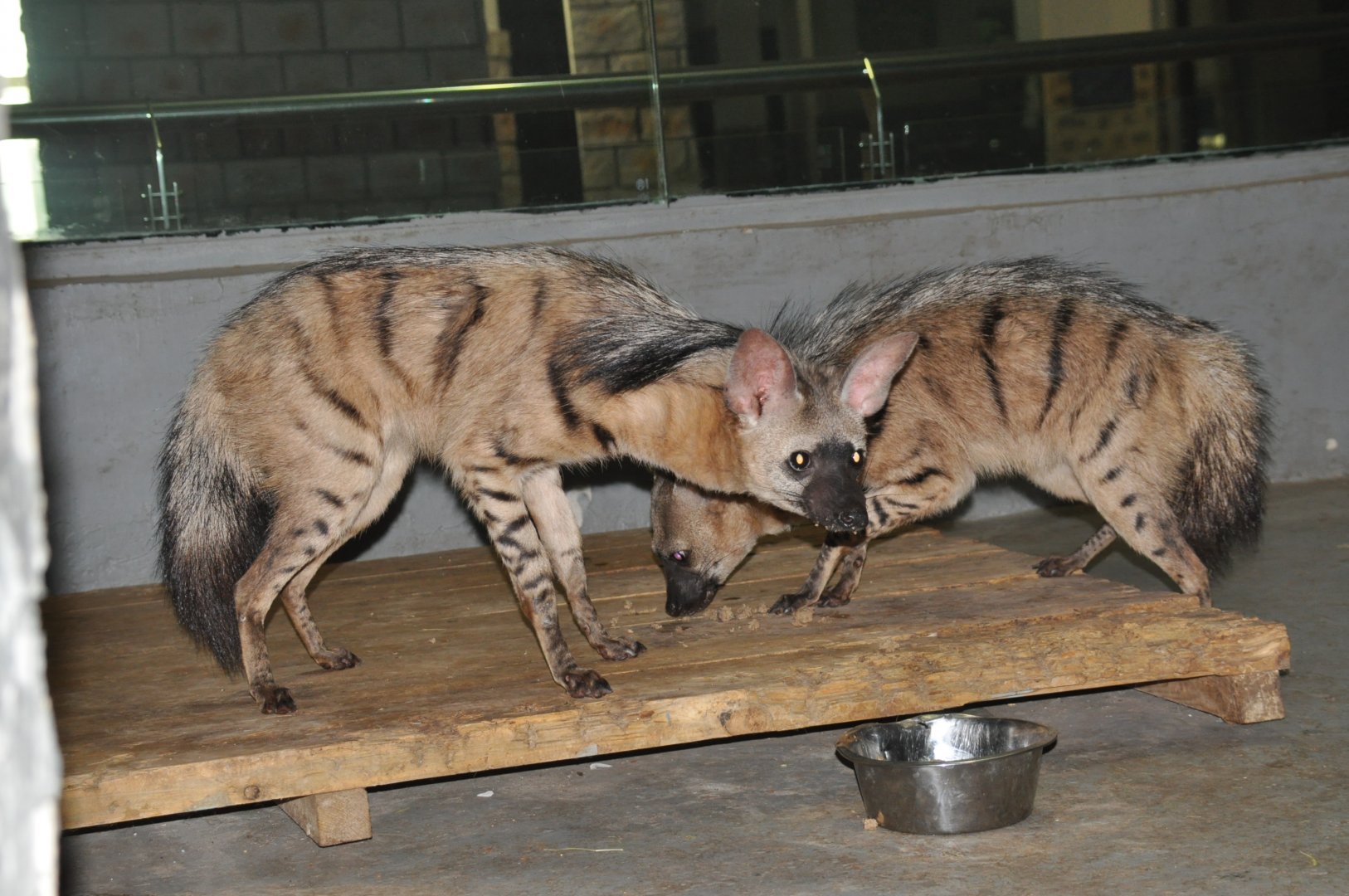 Aardwolf / Proteles cristatus