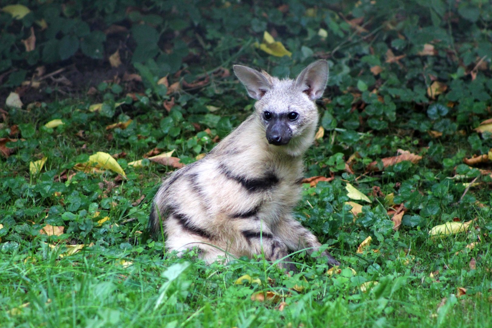 Aardwolf Pup