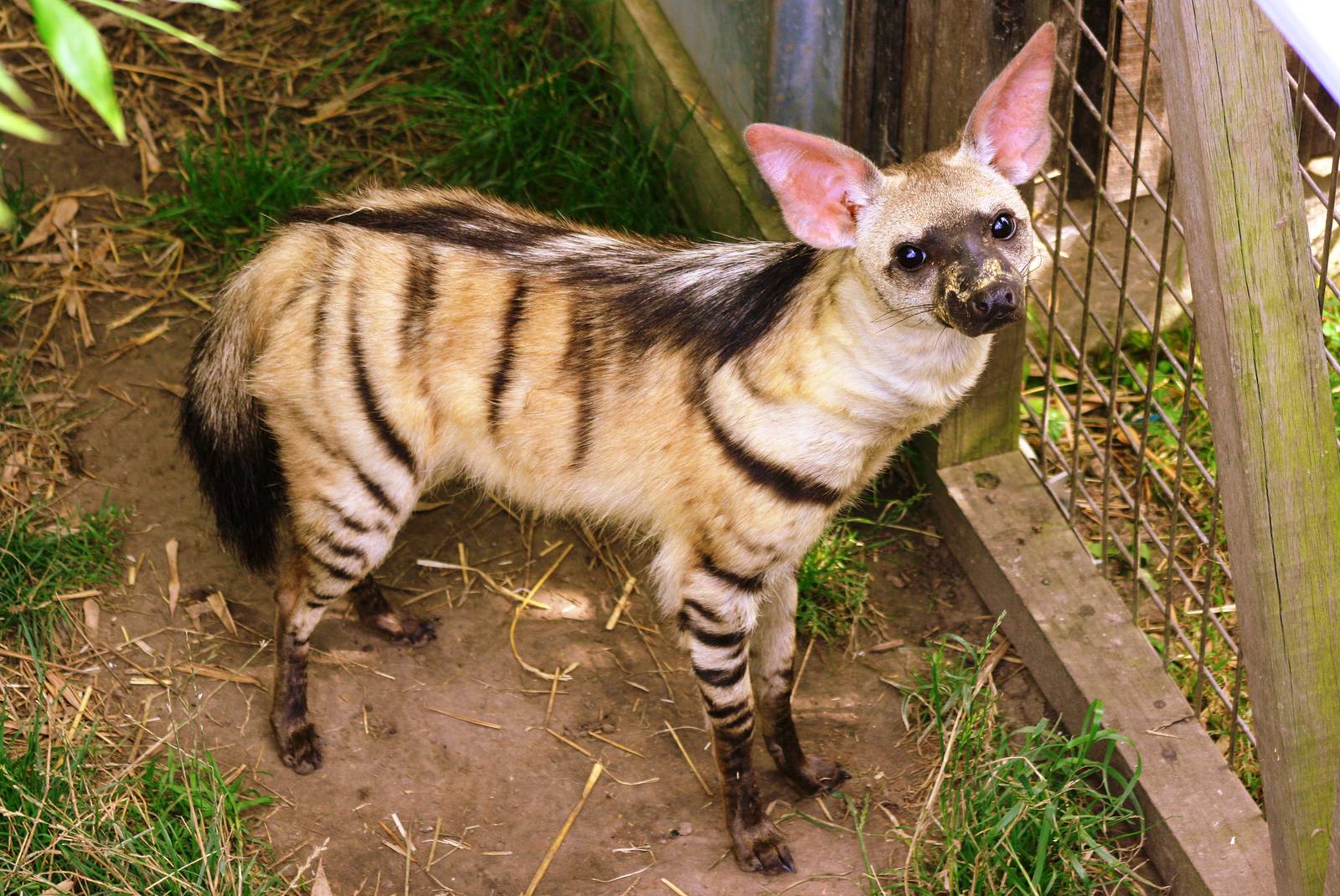 Aardwolf; RSCC Sandwich; 20th August 2011