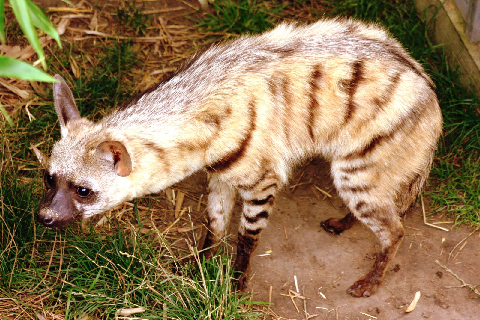 Aardwolf; RSCC Sandwich; 20th August 2011