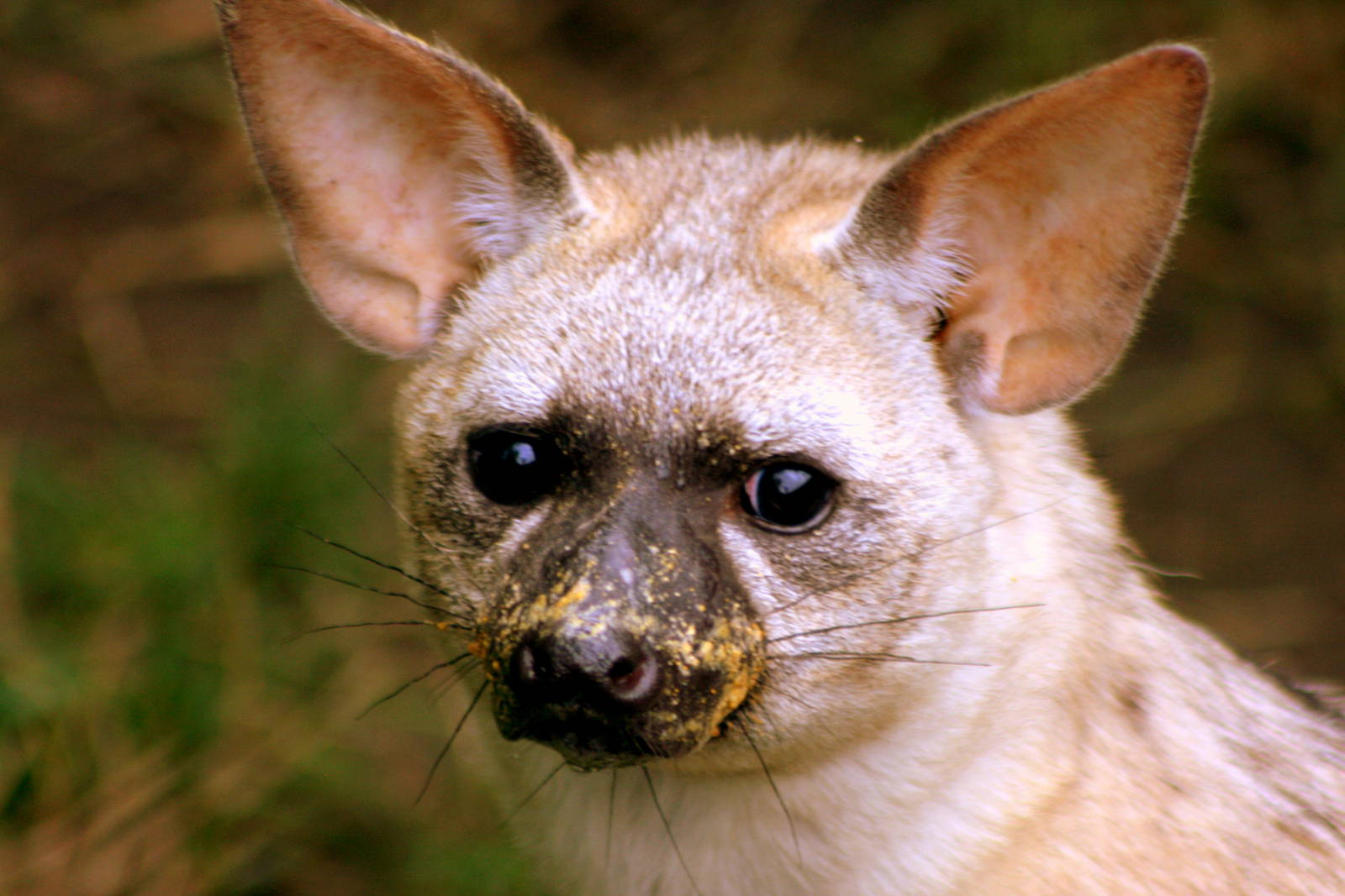 Aardwolf; RSCC Sandwich; 20th August 2011