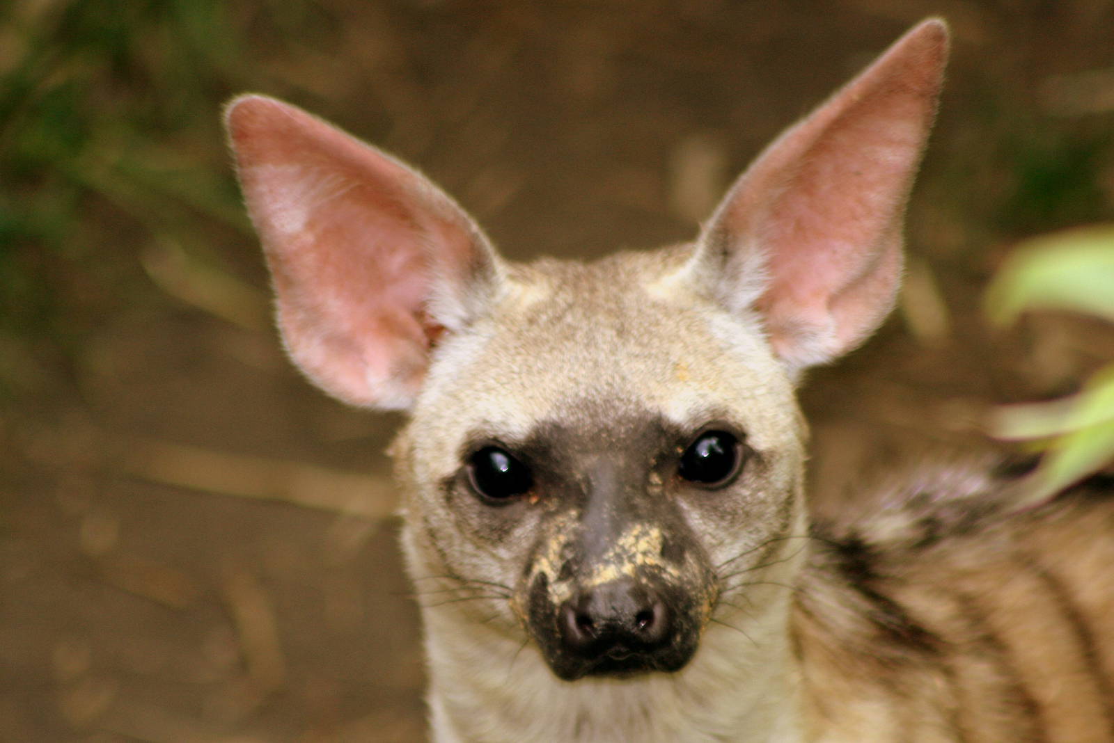 Aardwolf; RSCC Sandwich; 20th August 2011