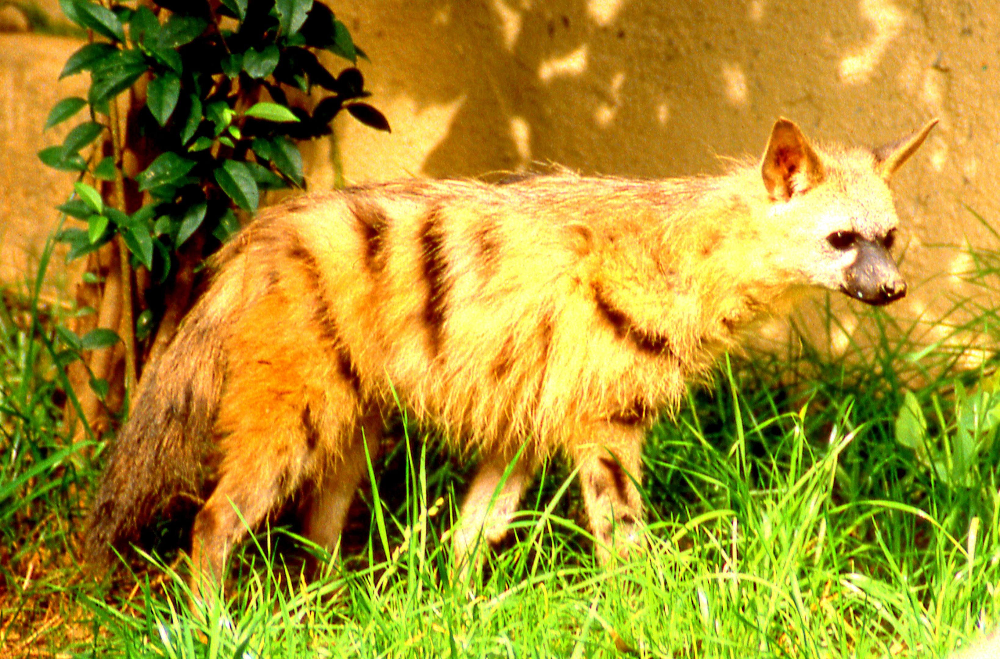 Aardwolf; San Diego; October 1987