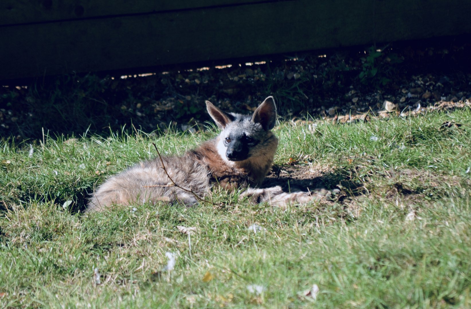 Aardwolf - September 2020