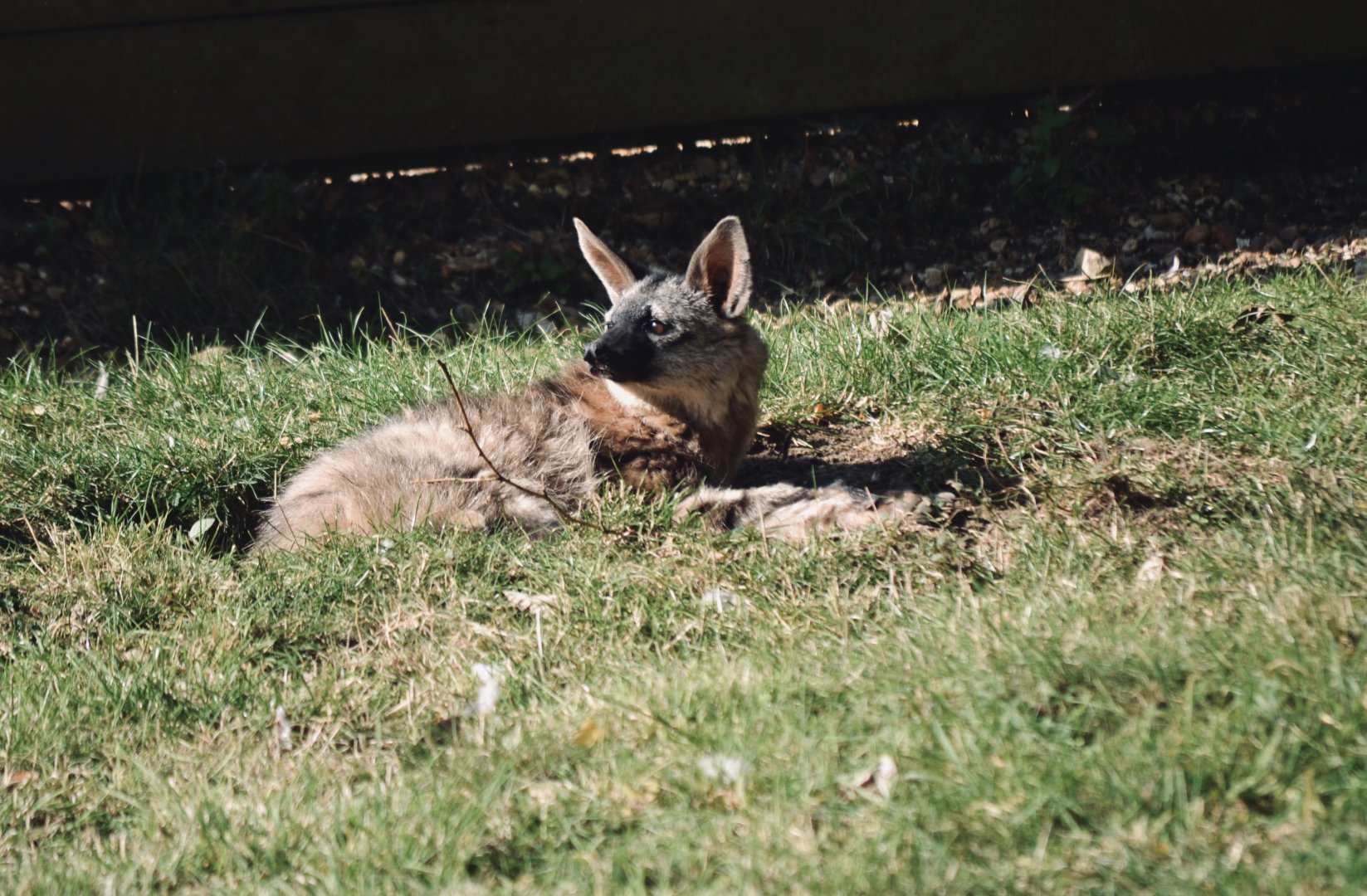 Aardwolf - September 2020