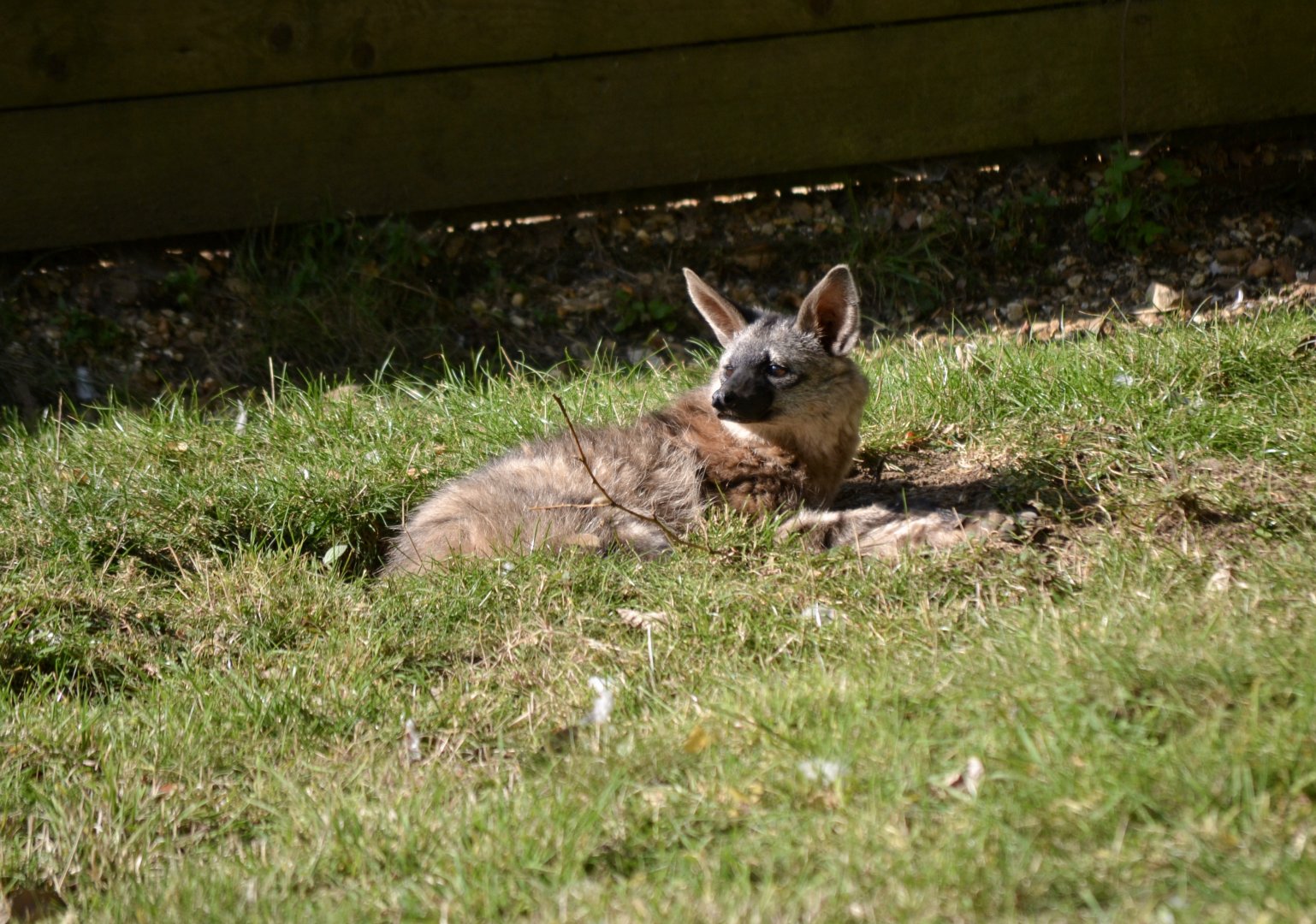 Aardwolf - September 2020