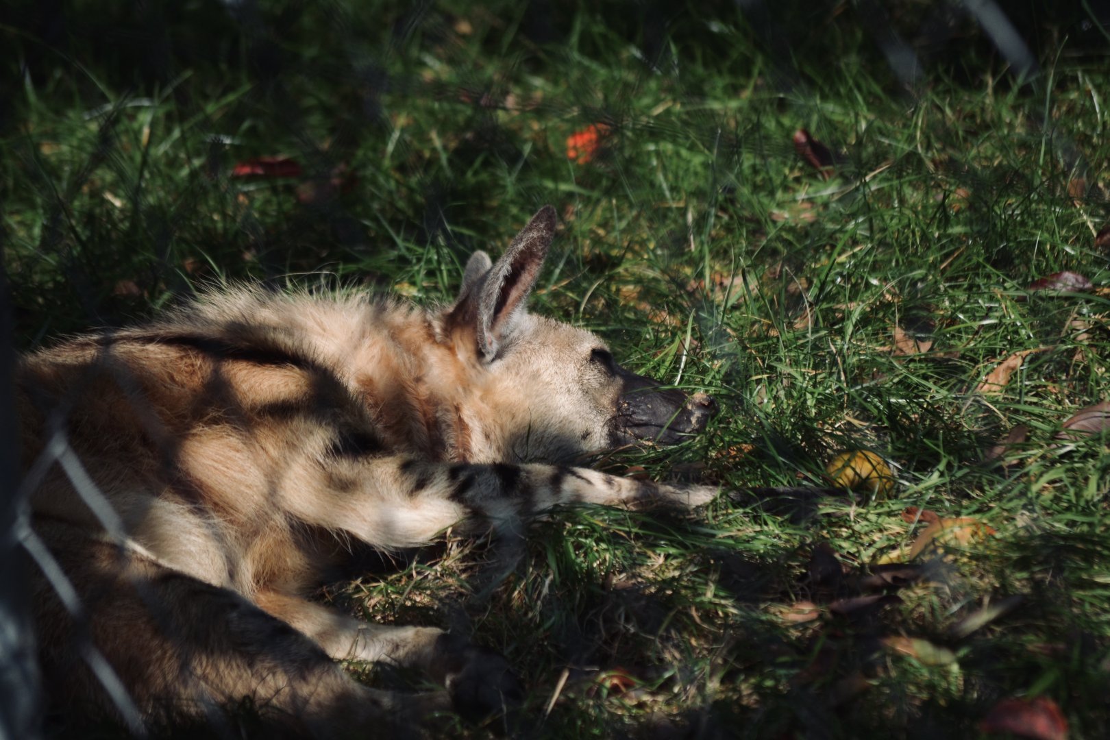 Aardwolf - September 2020