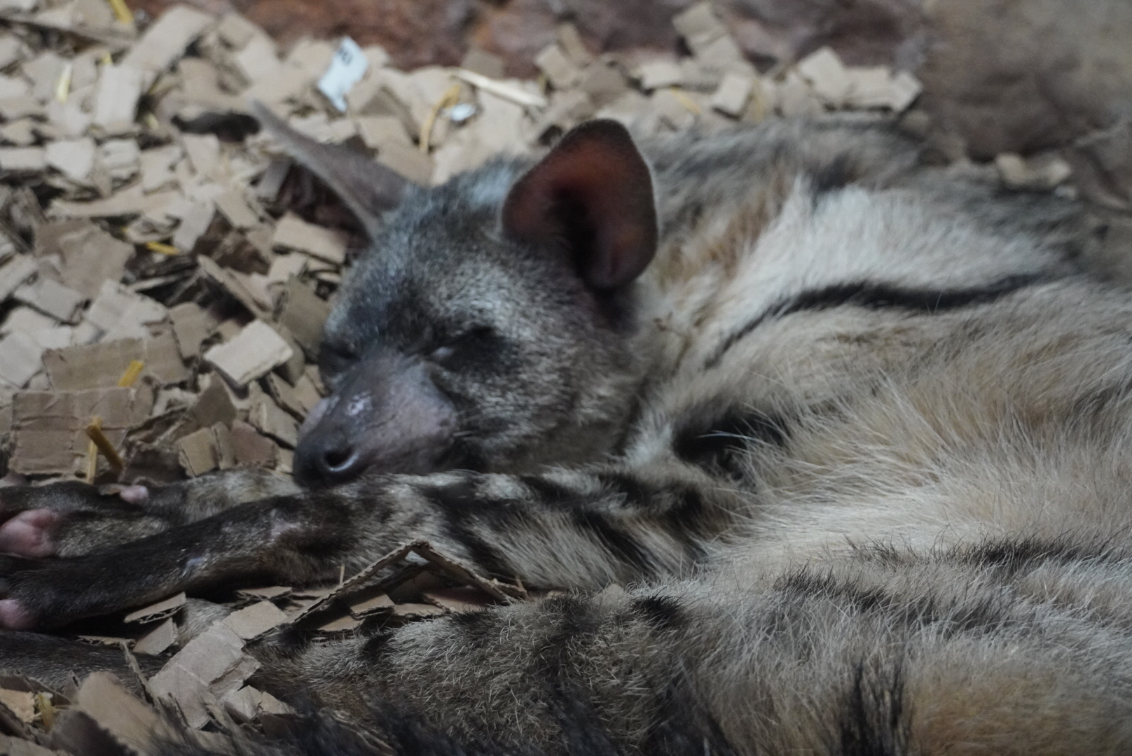 Aardwolf Sleeping