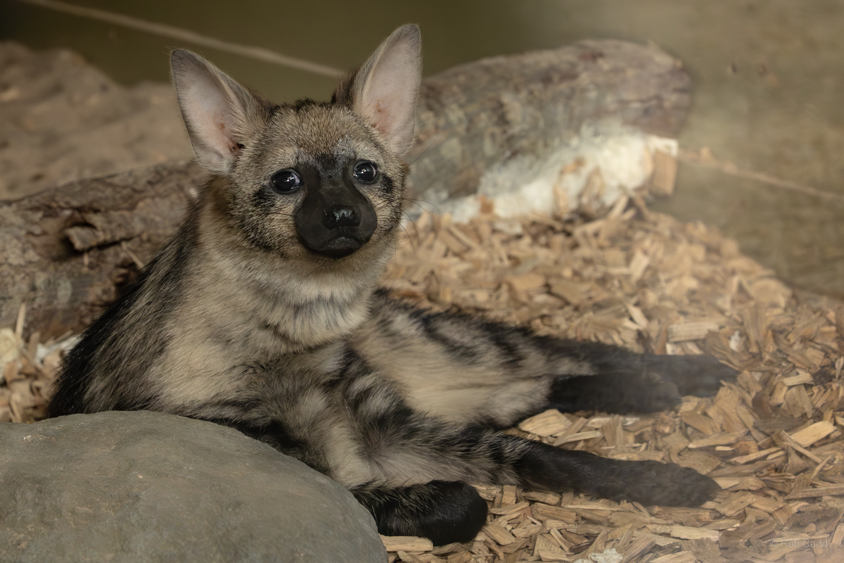Aardwolf (Southern aardwolf) : Hamerton : 07 Jul 2025