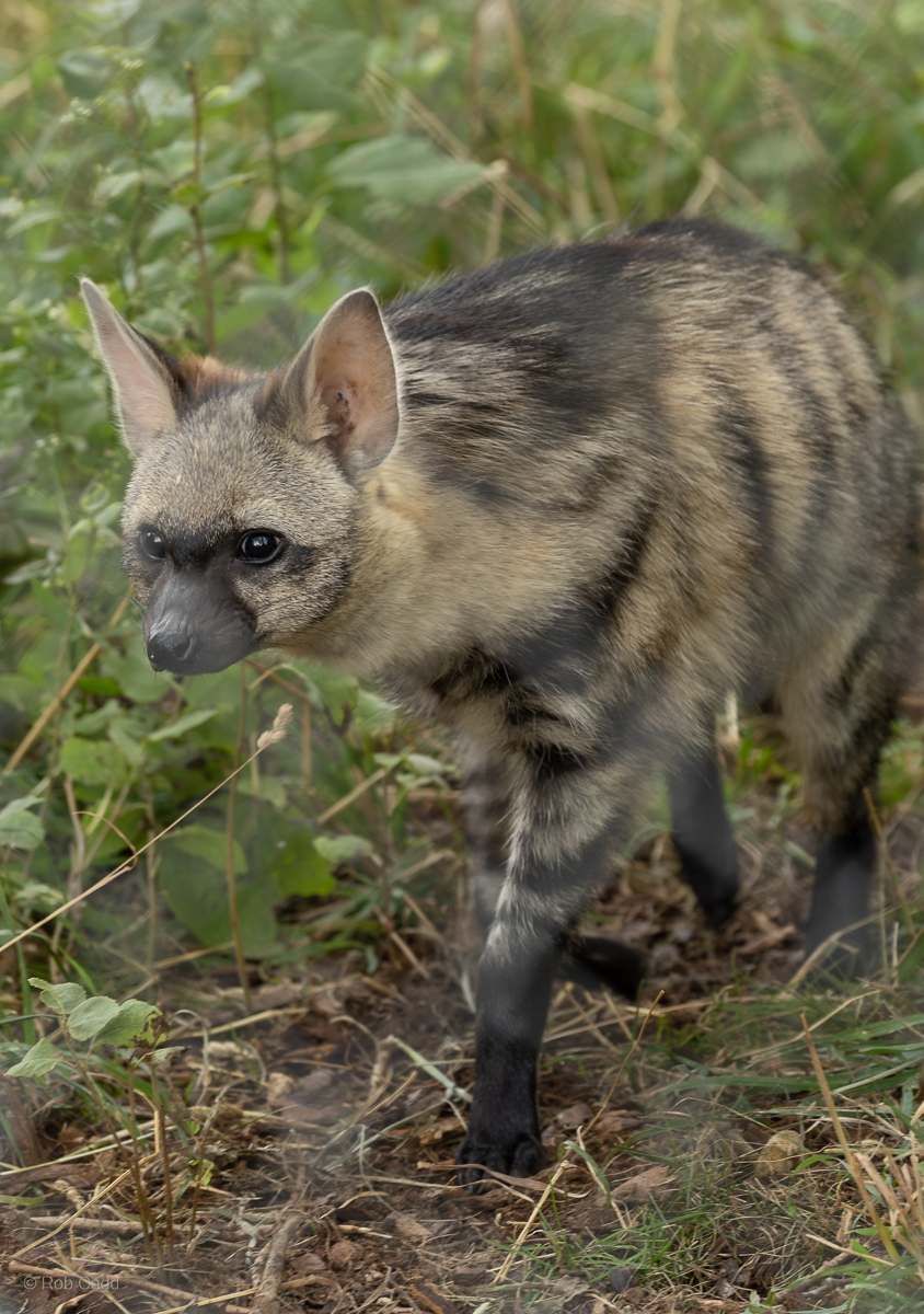 Aardwolf (Southern aardwolf) : Hamerton : 27 Jul 2025
