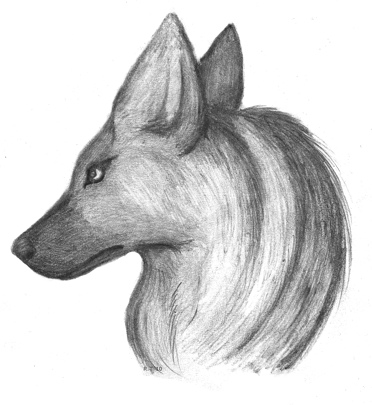Aardwolf